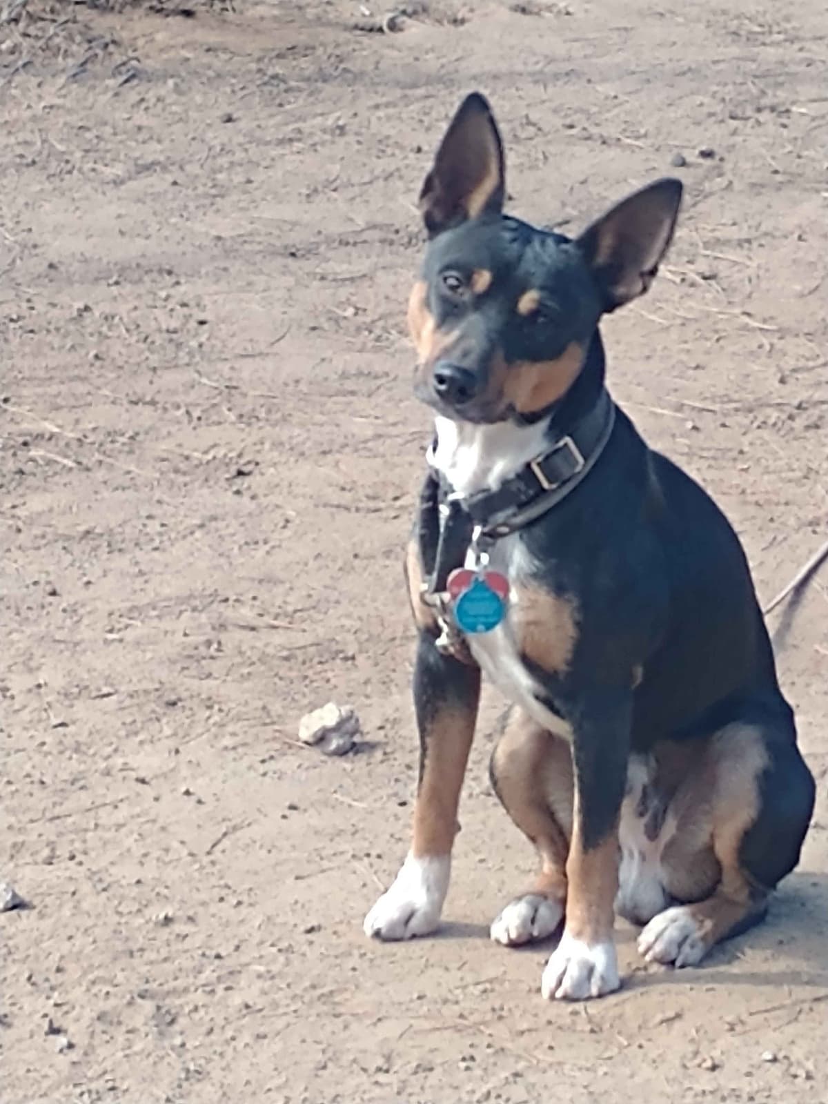 Rat Terrier Puppies breeder image 3
