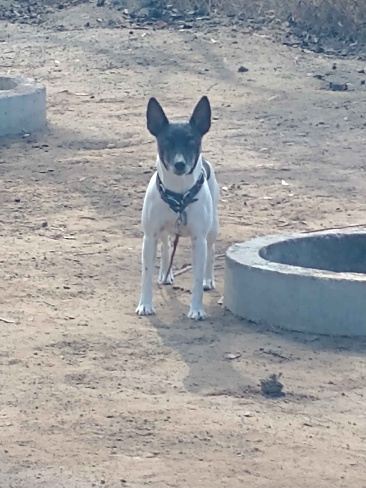 Rat Terrier Puppies breeder image 4