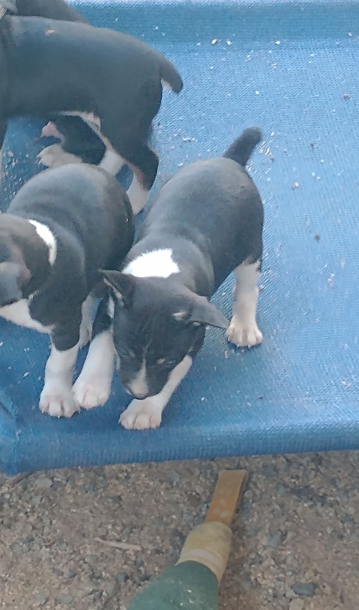 Rat Terrier Puppies breeder image 5