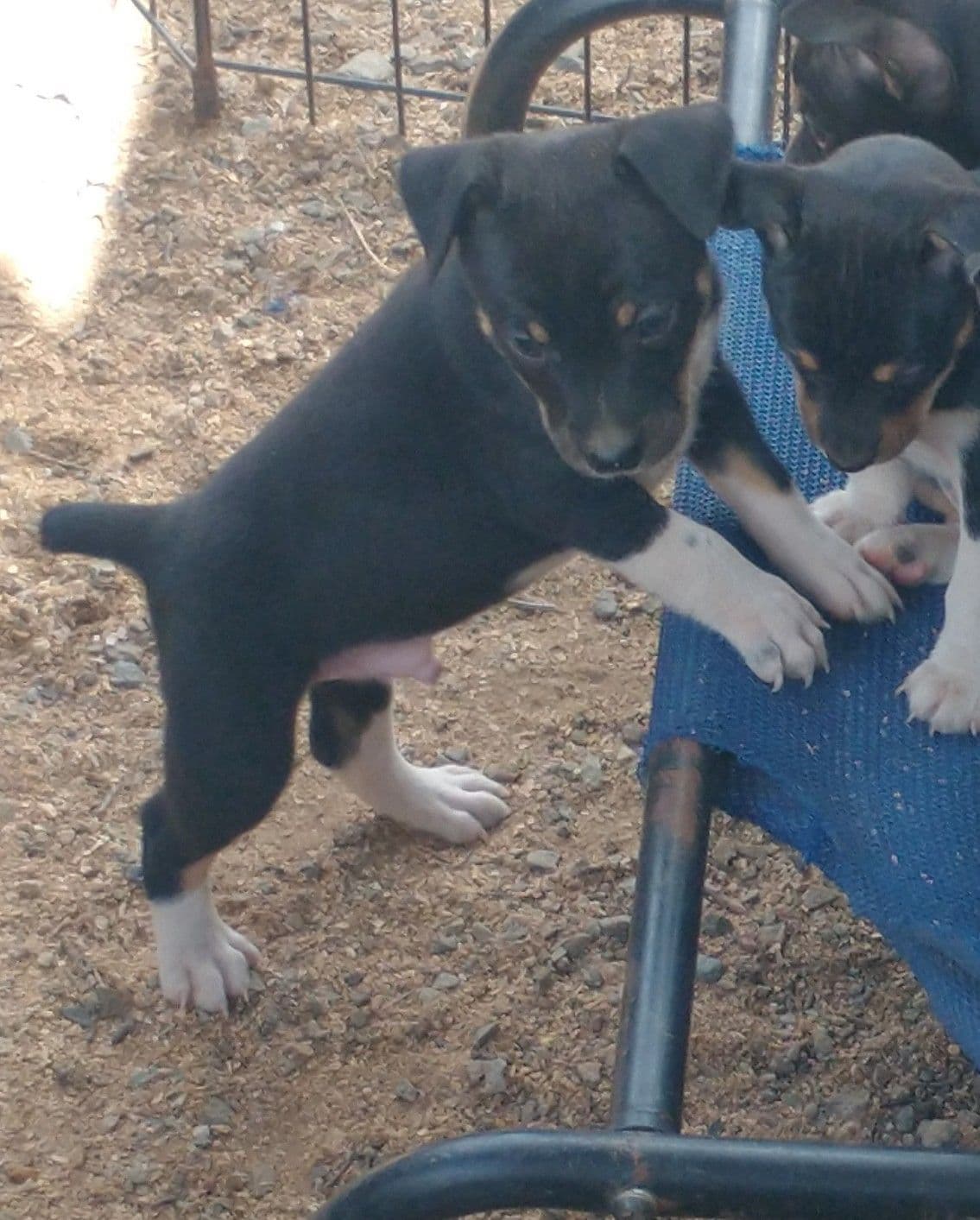 Rat Terrier Puppies breeder image 6