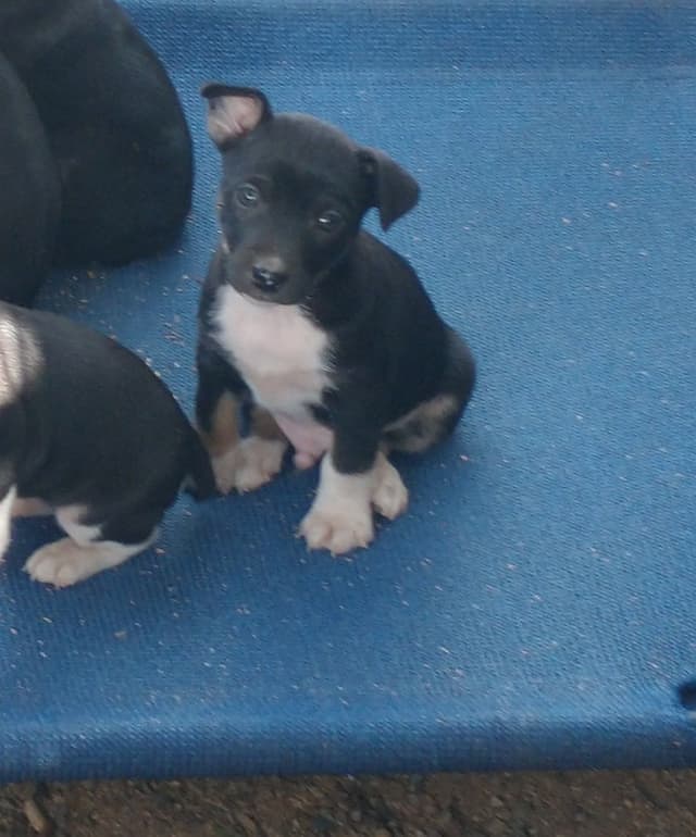 Rat Terrier Puppies media 2