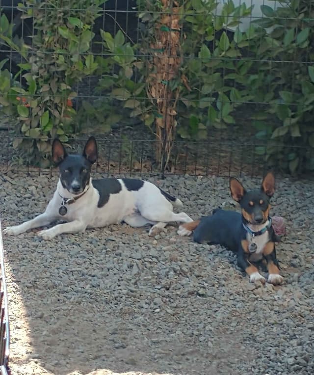 Rat Terrier Puppies media 5