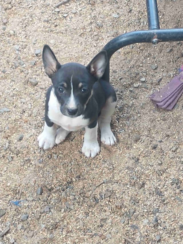 Rat Terrier Puppies media 6