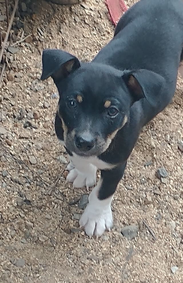 Rat Terrier Puppies media 7