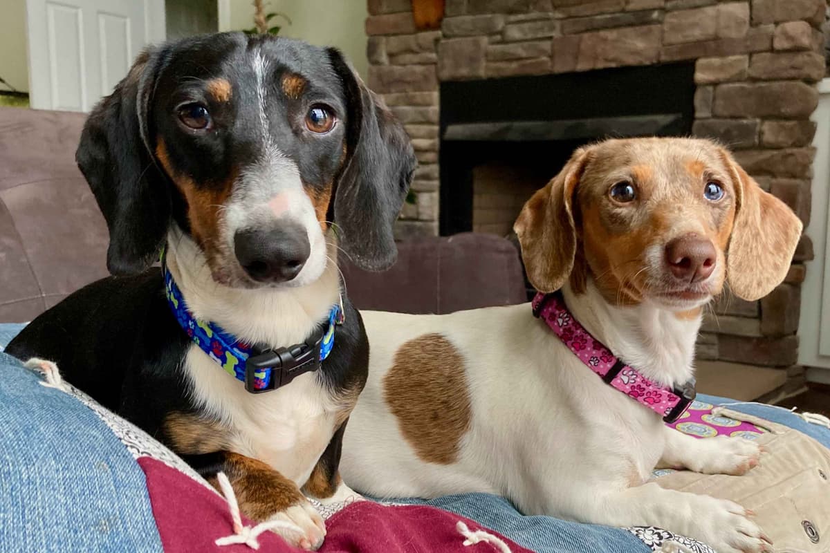 Dachshund Puppies, Miniature breeder image 1