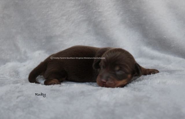 Dachshund Puppies, Miniature media 3