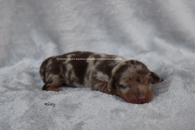Dachshund Puppies, Miniature media 4