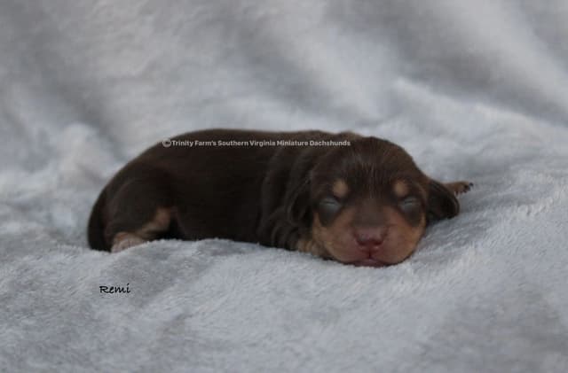 Dachshund Puppies, Miniature media 5