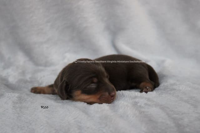Dachshund Puppies, Miniature media 6