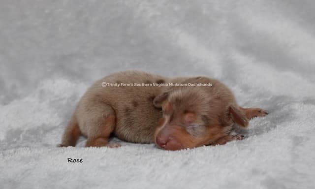 Dachshund Puppies, Miniature media 7