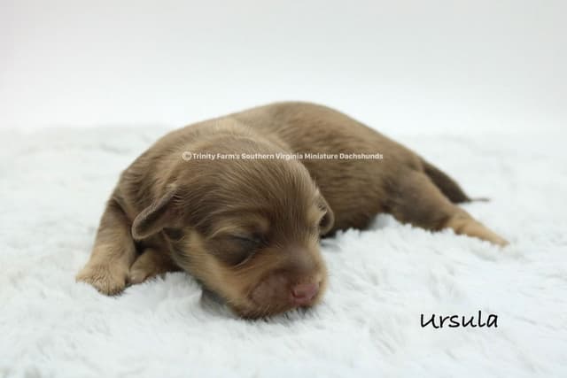 Dachshund Puppies, Miniature longhaired media 3