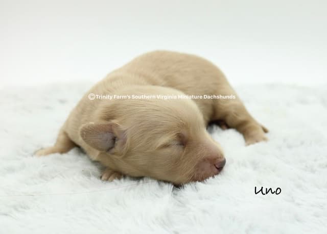 Dachshund Puppies, Miniature longhaired media 2