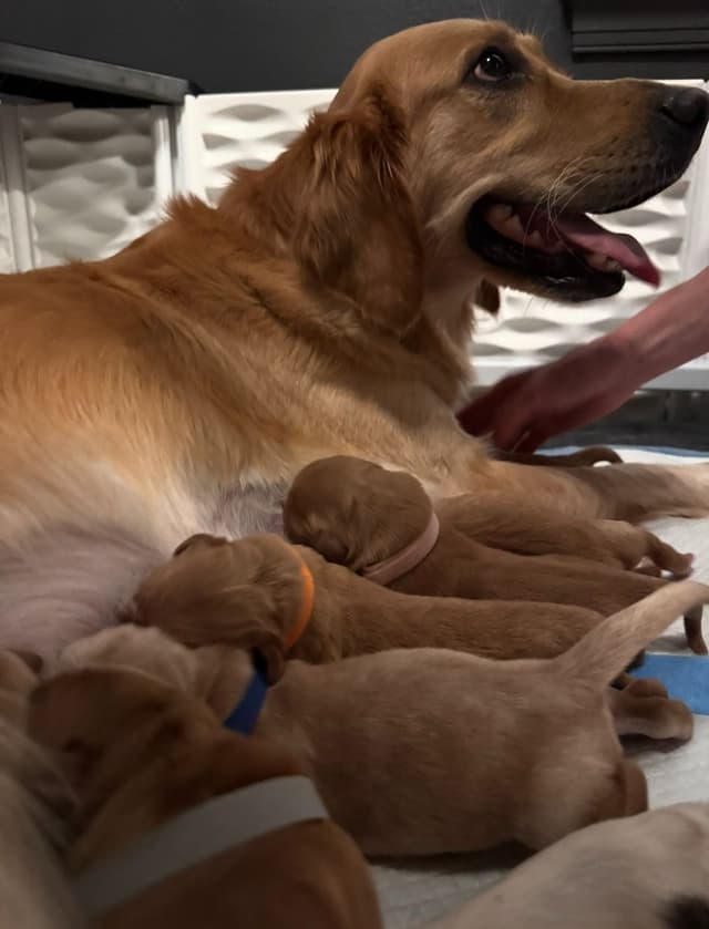 AKC Golden Retriever Puppies media 2