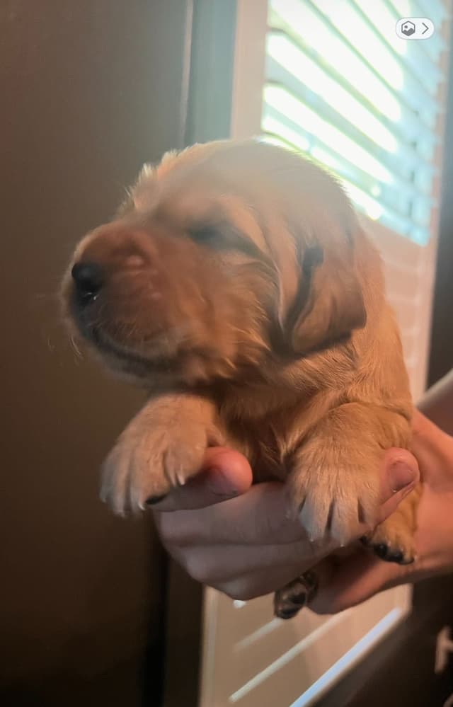 AKC Golden Retriever Puppies media 3
