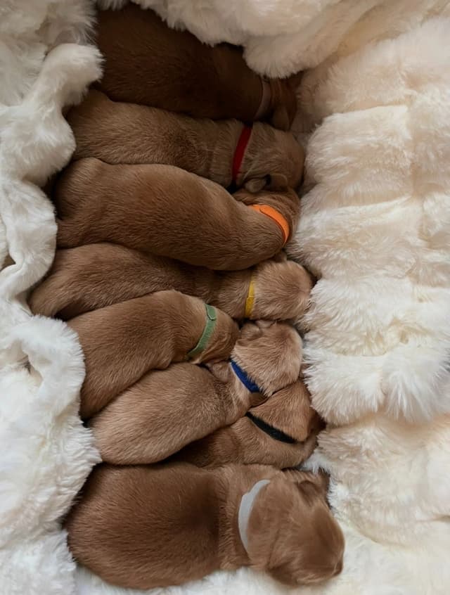 AKC Golden Retriever Puppies media 4
