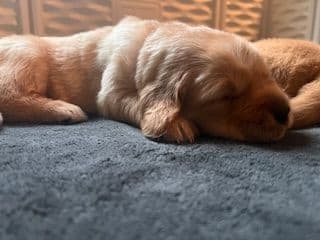 AKC Golden Retriever Puppies media 5