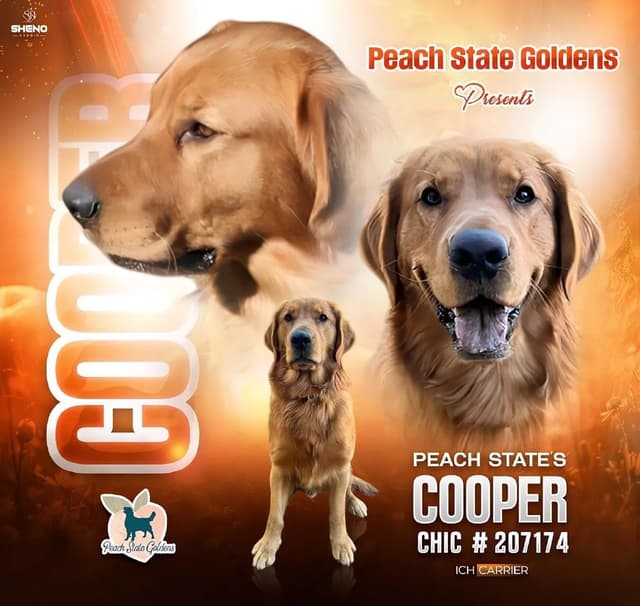 AKC Golden Retriever Puppies media 6