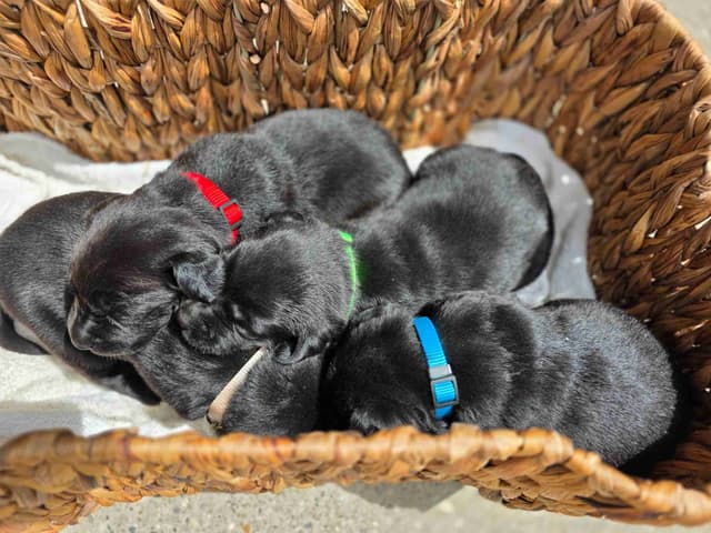 English Labrador Retriever Puppies, Fox Red and Black media 7