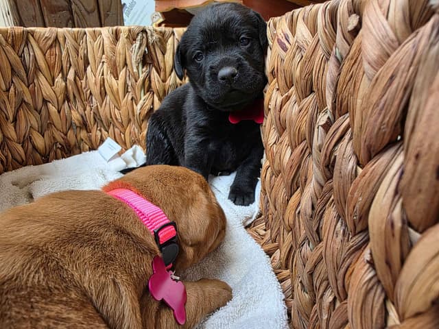 English Labrador Retriever Puppies, Fox Red and Black media 8