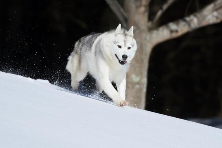 Siberian Husky Puppies breeder image 1