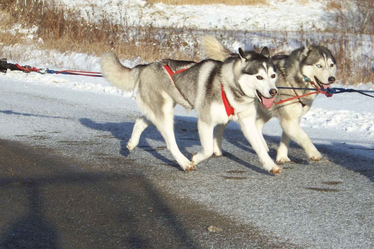 Siberian Husky Puppies breeder image 2