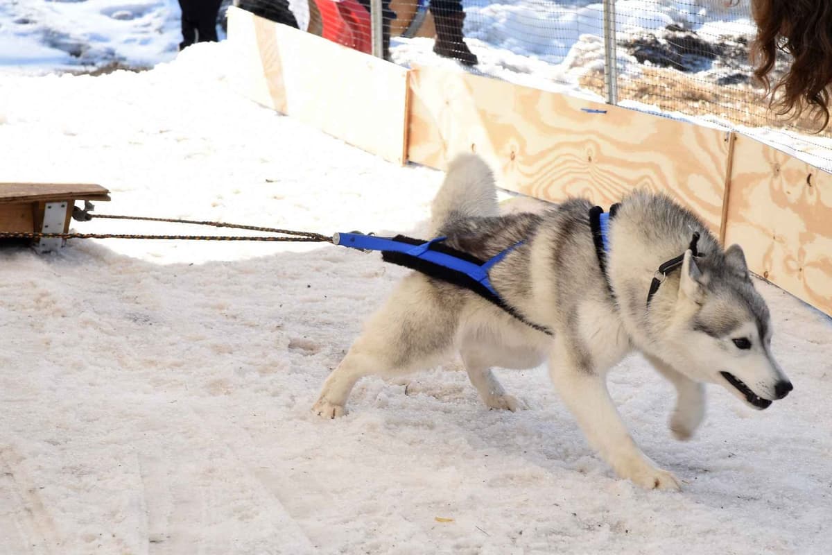 Siberian Husky Puppies breeder image 4
