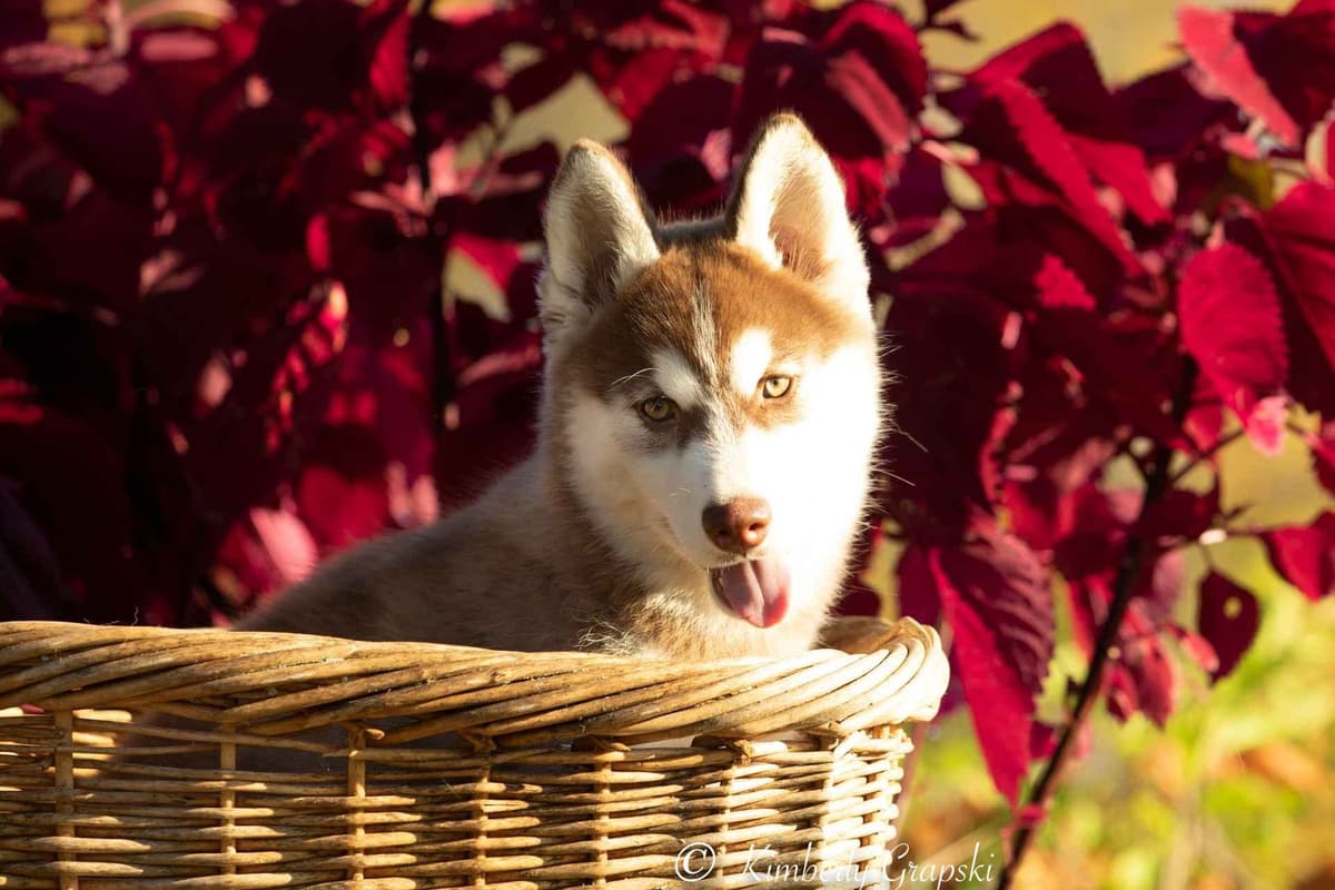 Siberian Husky Puppies breeder image 6