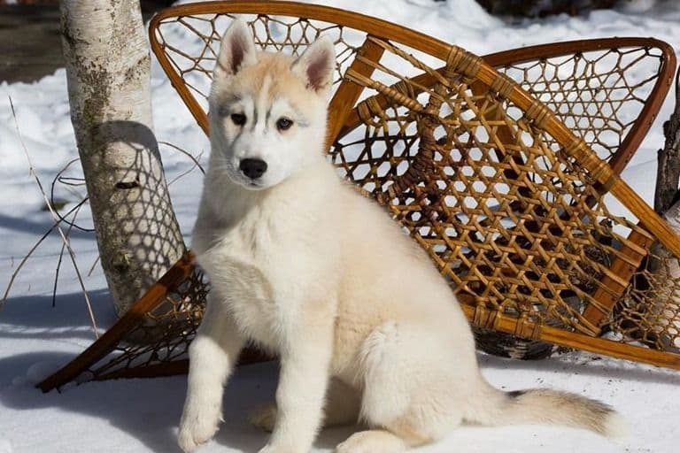 Siberian Husky Puppies breeder image 7