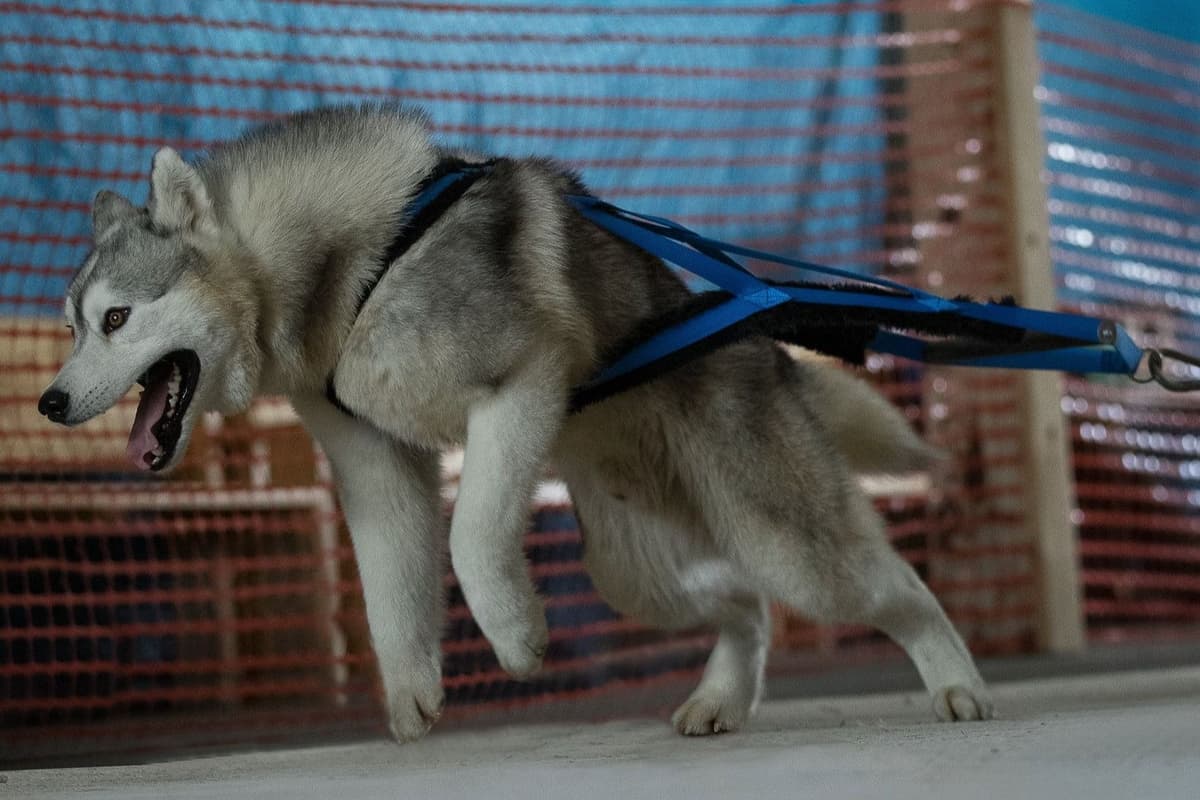 Siberian Husky Puppies breeder image 8