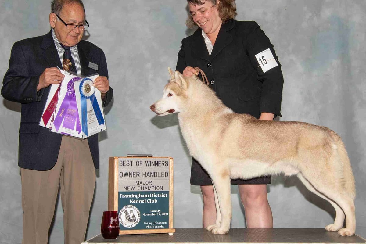 Siberian Husky Puppies breeder image 10