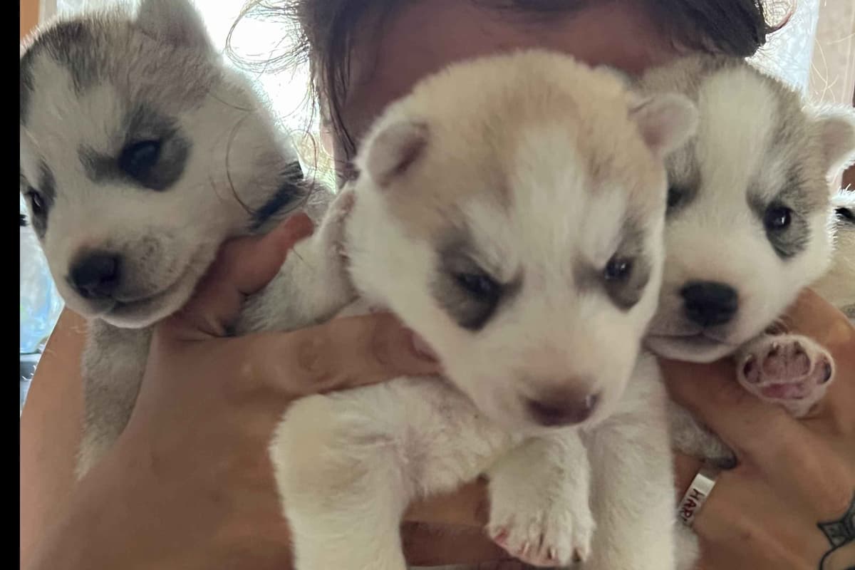 Siberian Husky Puppies breeder image 11