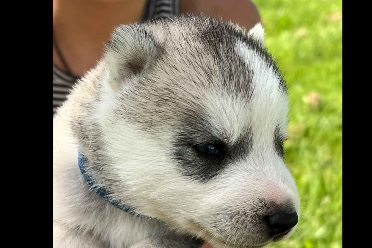 Siberian Husky Puppies breeder image 12