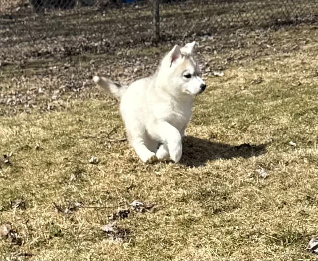 Siberian Husky Puppies media 2