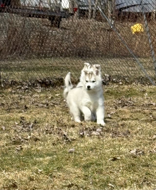 Siberian Husky Puppies media 4