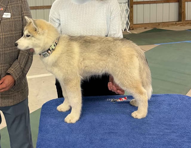 Siberian Husky Puppies media 5