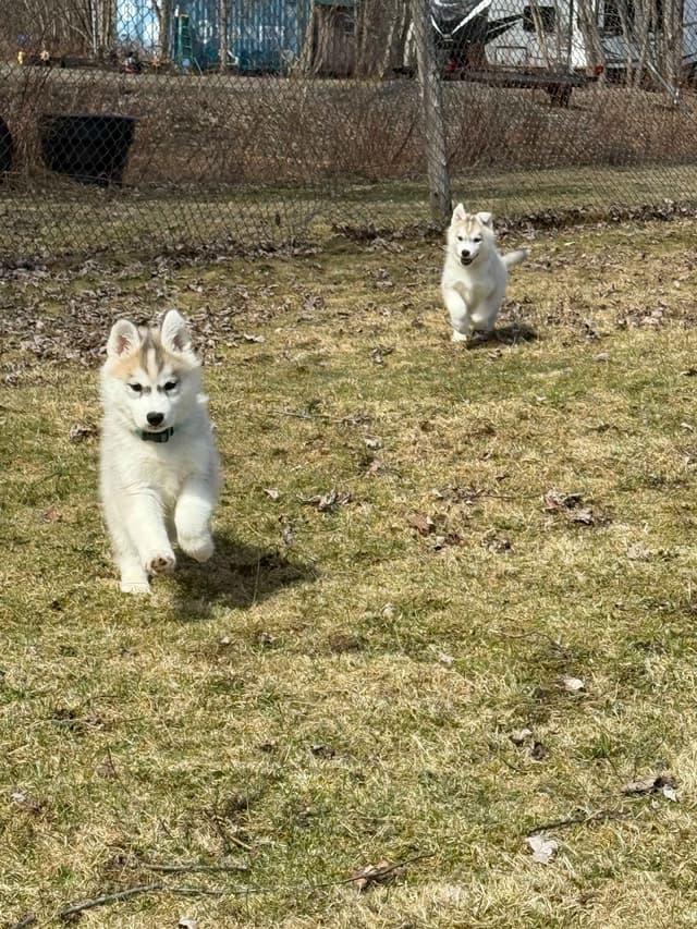 Siberian Husky Puppies media 7