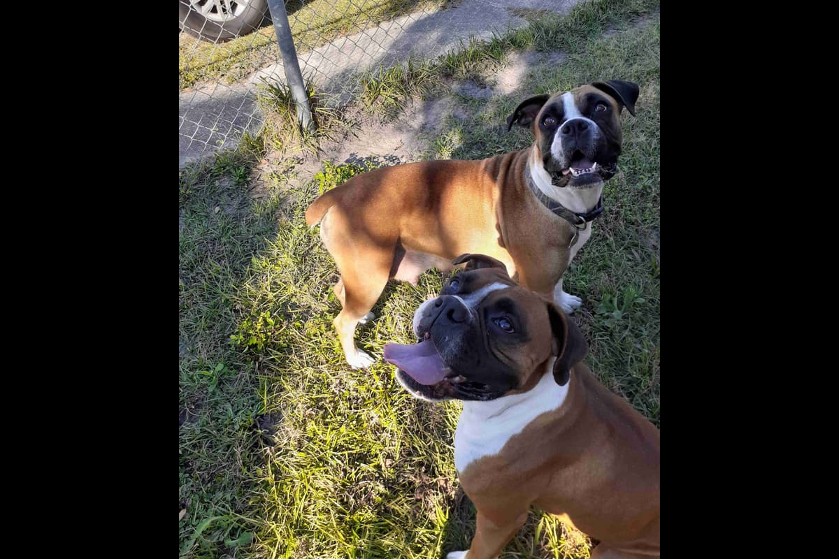 Boxer Puppies Tampa, FL - UPDATED 2 MALES LEFT breeder image 1
