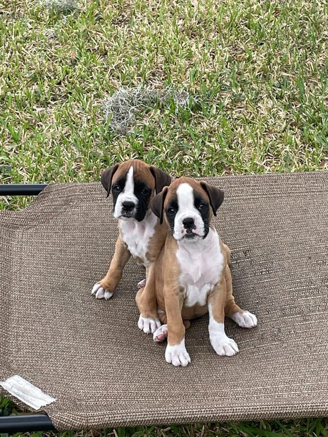 Boxer Puppies Tampa, FL - UPDATED 2 MALES LEFT media 2