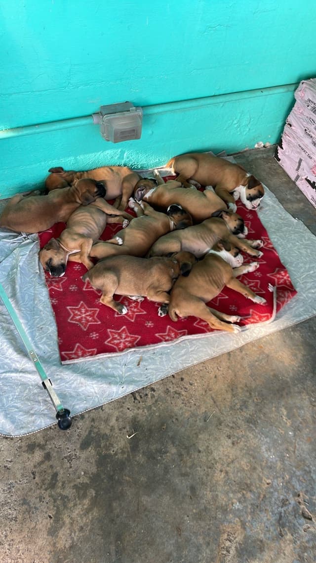 Boxer Puppies Tampa, FL - UPDATED 2 MALES LEFT media 3