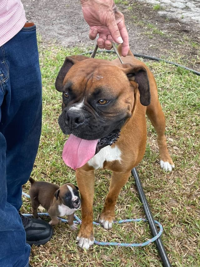 Boxer Puppies Tampa, FL - UPDATED 2 MALES LEFT media 4