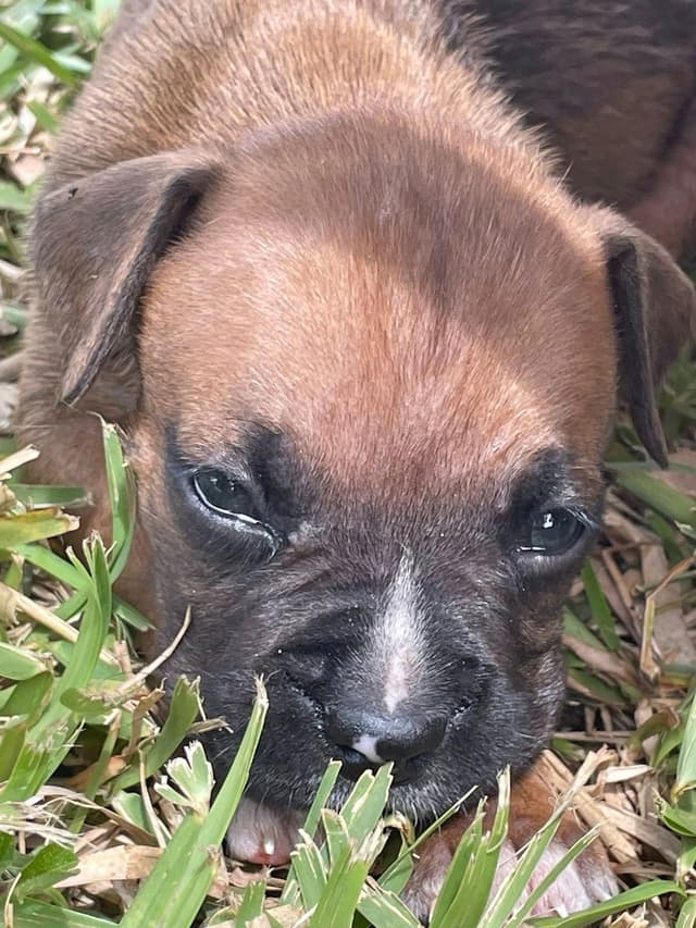 Boxer Puppies Tampa, FL - UPDATED 2 MALES LEFT media 6