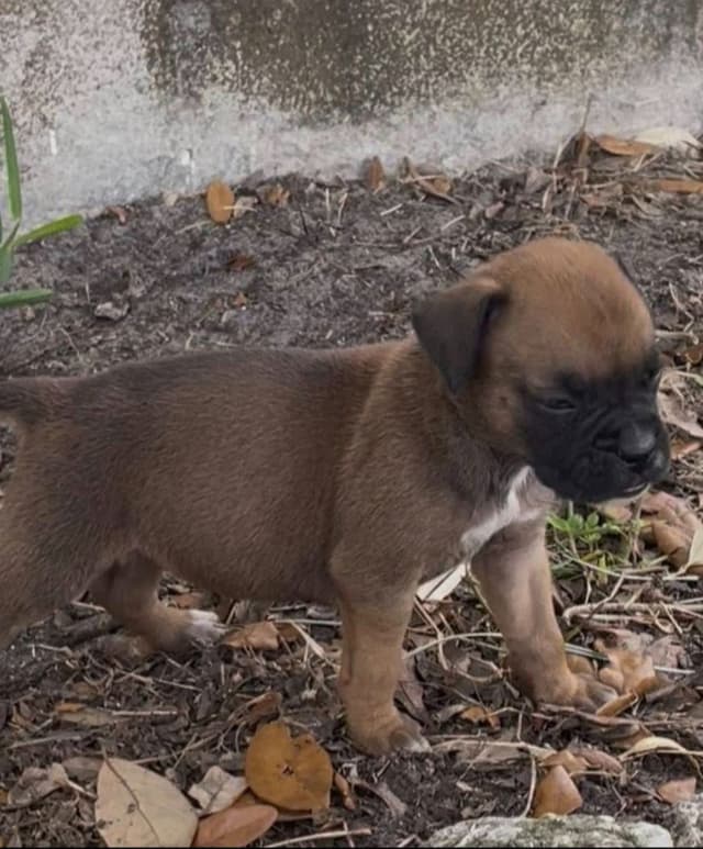 Boxer Puppies Tampa, FL - UPDATED 2 MALES LEFT media 5