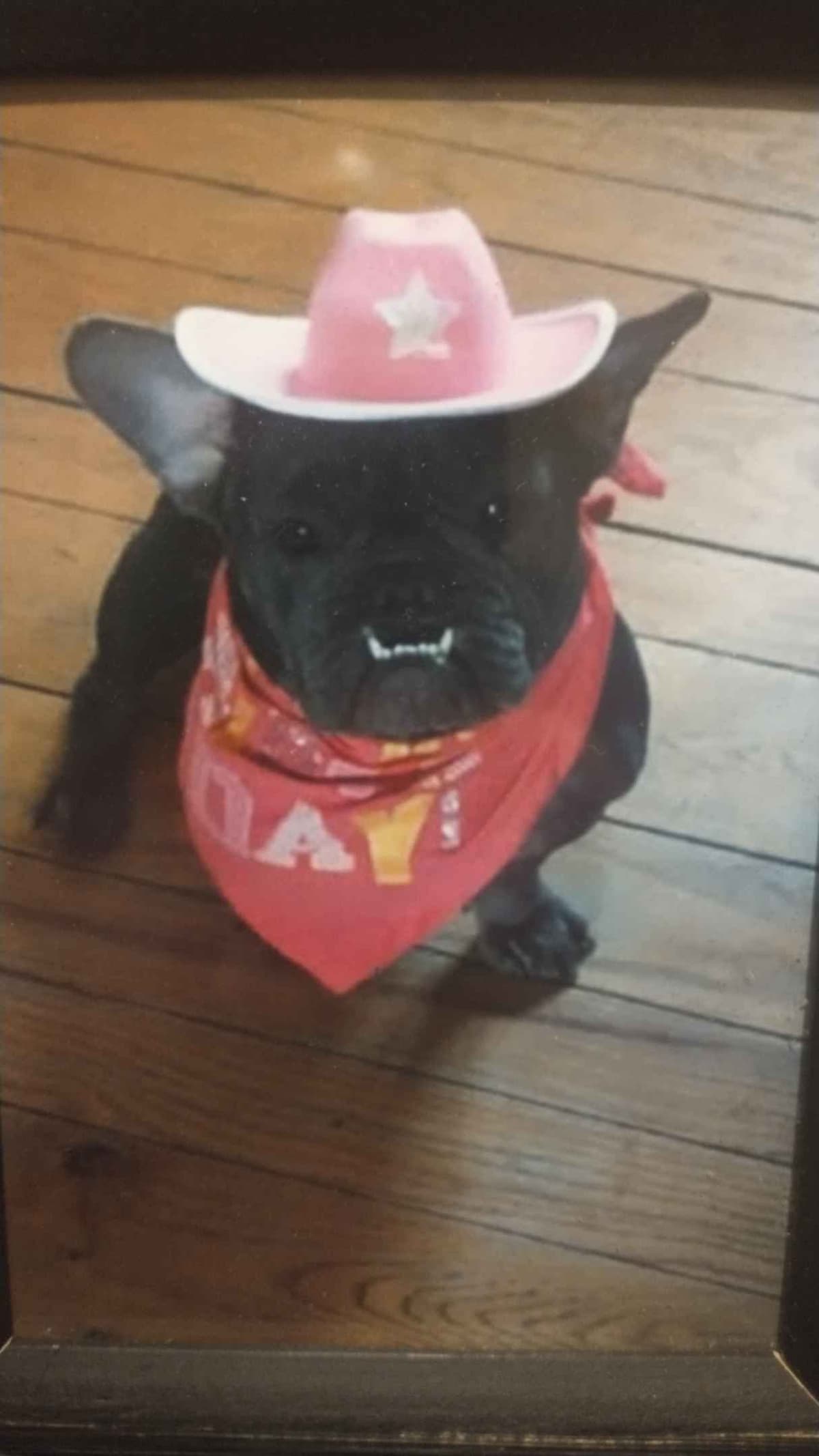 French Bulldog Puppies breeder image 5