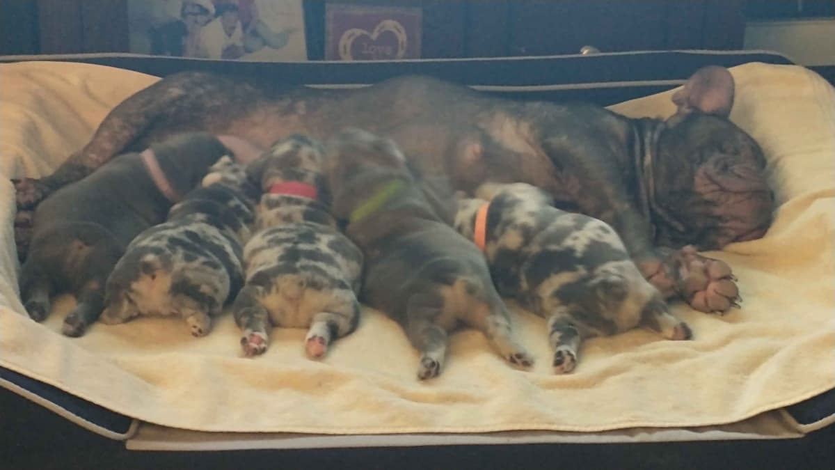 French Bulldog Puppies breeder image 8