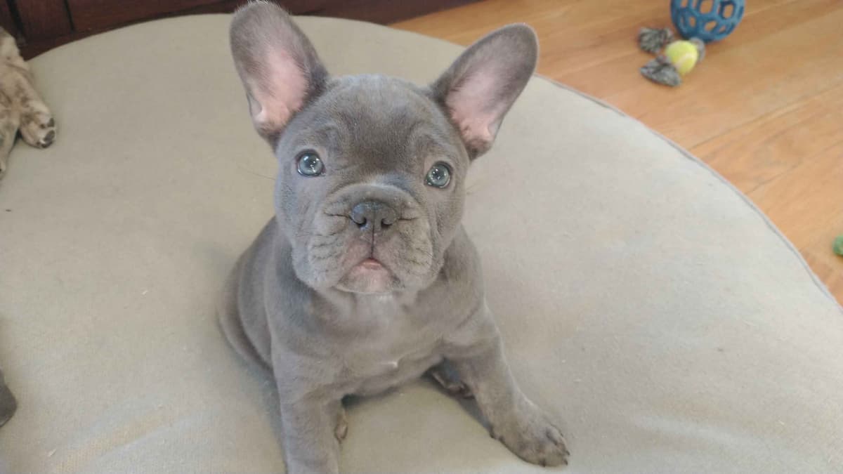 French Bulldog Puppies breeder image 13