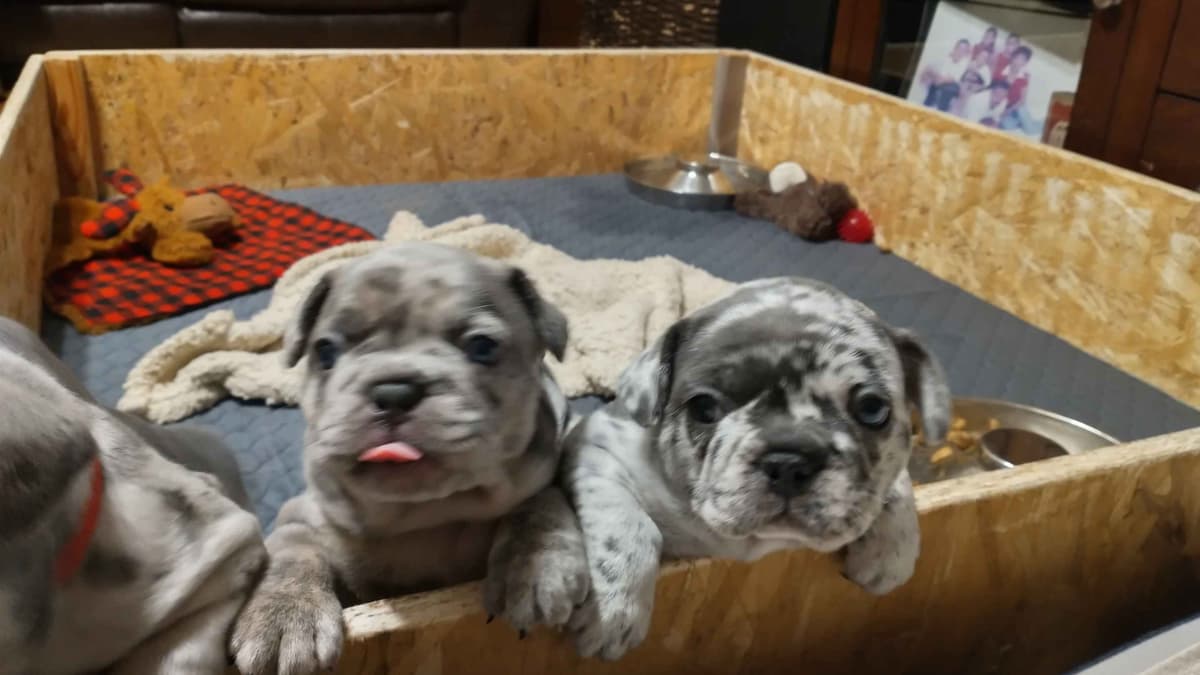 French Bulldog Puppies breeder image 6