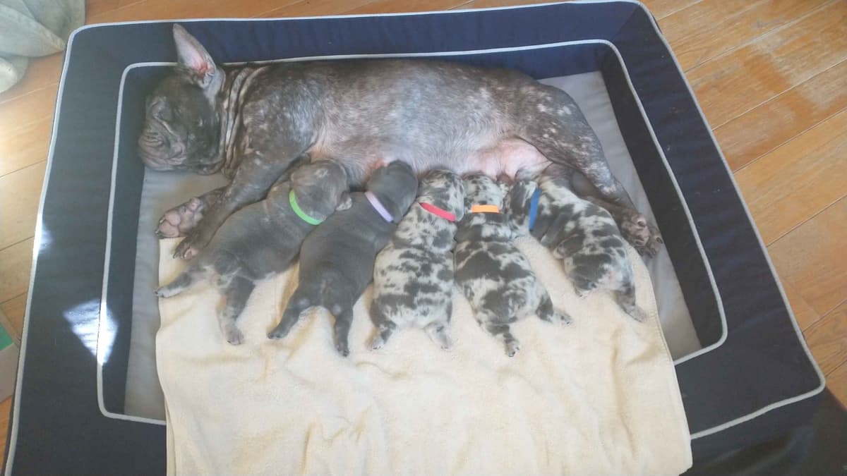 French Bulldog Puppies breeder image 9