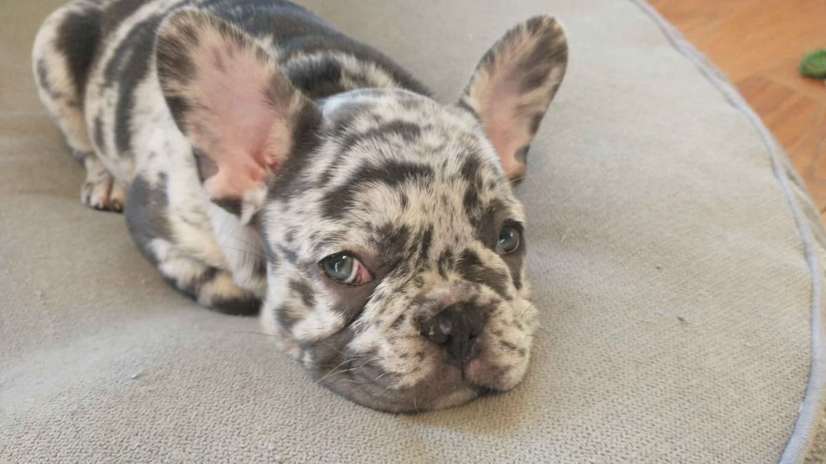 French Bulldog Puppies breeder image 10