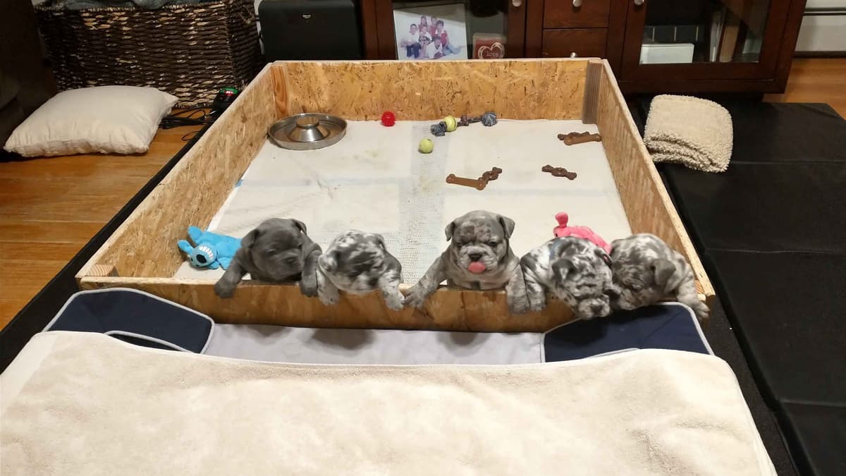 French Bulldog Puppies breeder image 11