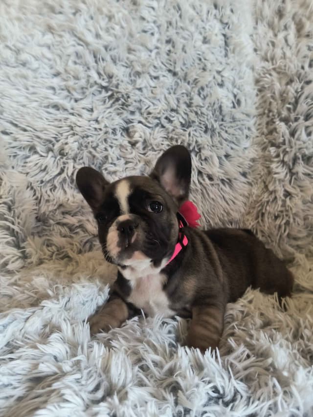 French Bulldog Puppies media 2